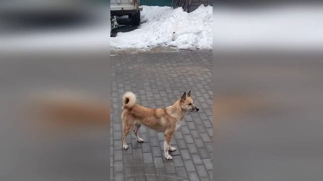 Собака лайка настоящая хозяйка | #shorts смотреть онлайн