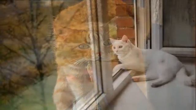 Елена Паршина - Моему любимому коту смотреть онлайн