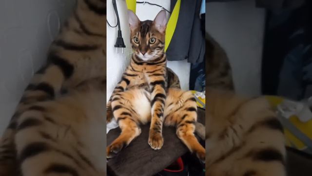 Бенгальский кот прикольно сидит