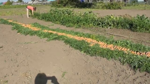 Покупки выходного дня. Вот такой урожай моркови и свеклы!8,09,2018, смотреть онлайн