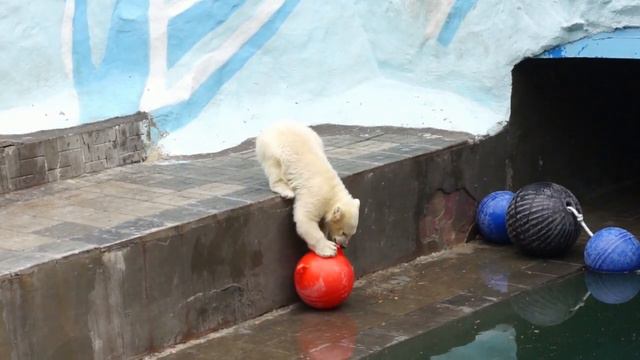 У медвежат утренняя разминка с шарами, пока не принесли завтрак. смотреть онлайн