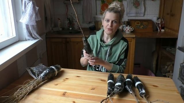 Выбираю саженцы для сада! смотреть онлайн