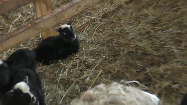 Натуральные фермерские продукты. Среди овец тоже бывают молочные мамы смотреть онлайн