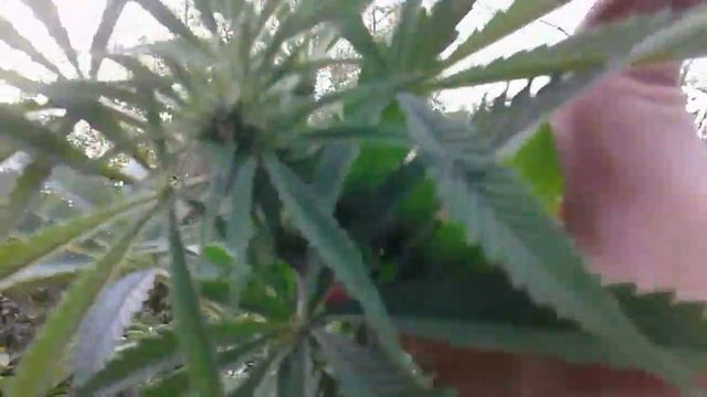 Десять дней дожиди и Afgan#1. 130 дней от каски. "errors seeds" смотреть онлайн