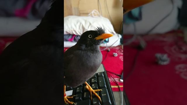 Talking Java Myna смотреть онлайн
