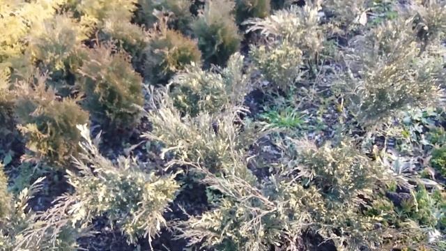 Ялівець козацький сорт Варіагата