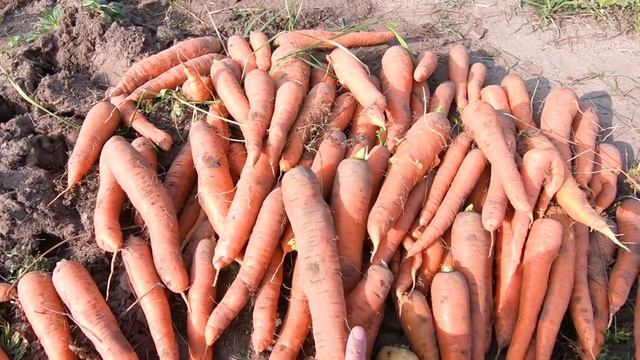 От семян до хранения моркови. Опыт городских. Сырость в погребе, помогите советом смотреть онлайн