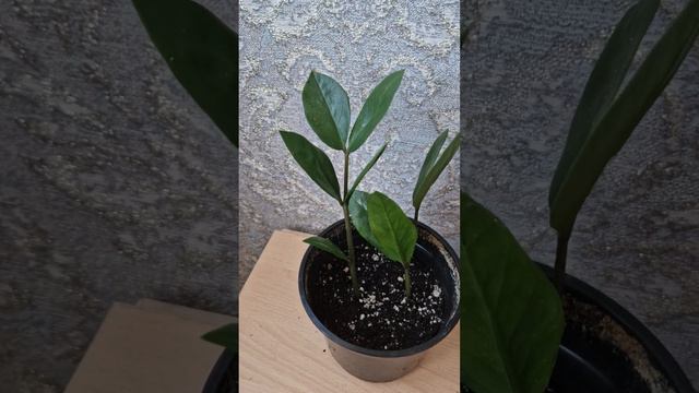 разведение и укоренение замиакулькоса черенками смотреть онлайн