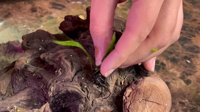 How to Plant Java Fern - BEST Method смотреть онлайн