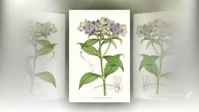 Exacum - garden plants смотреть онлайн