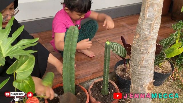 MENANAM KAKTUS KOBOI DI BULAN PUASA 😍 CARA JENNA MENANAM KAKTUS YANG BAIK DAN BENAR смотреть онлайн