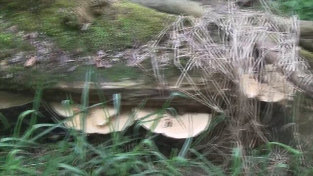 Strange Sound While Mushroom Hunting смотреть онлайн