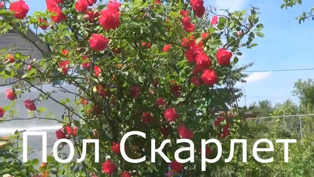 Любимая дача 2 июля 2020г.-розы,подкормка,опрыскивание,в гостях у Татьяны. смотреть онлайн