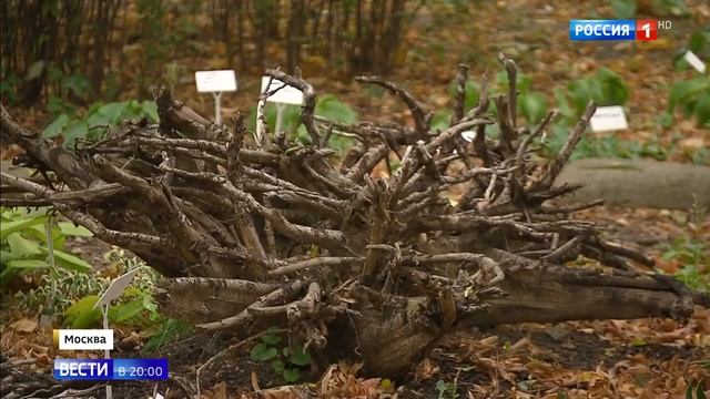 Осенние листья - нужно ли их убирать? смотреть онлайн