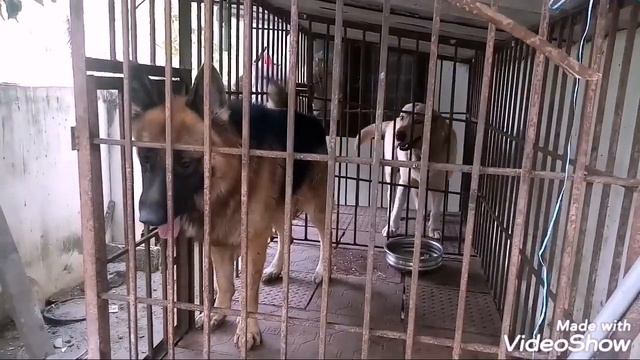 Labarodor dog& german sheppard /ലാബ്റോഡോർ / ജർമ്മൻ ഷെപേഡ് смотреть онлайн