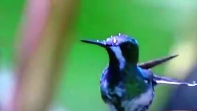 Beauté du vol des colibris смотреть онлайн