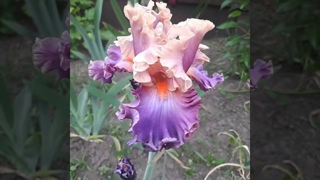 Ирис Фотоженик смотреть онлайн