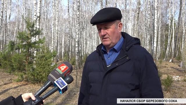 Кладезь витаминов и минералов. Начался сбор березового сока смотреть онлайн