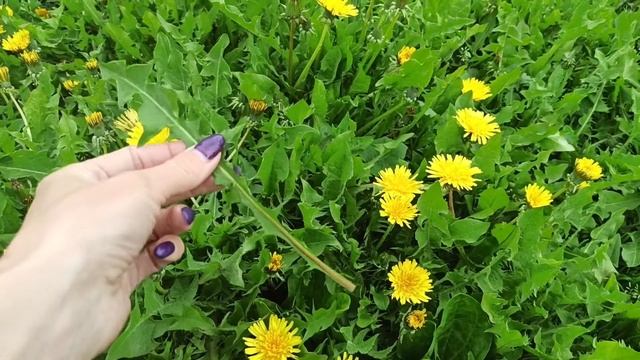 Сныть и одуванчик для салатов. смотреть онлайн