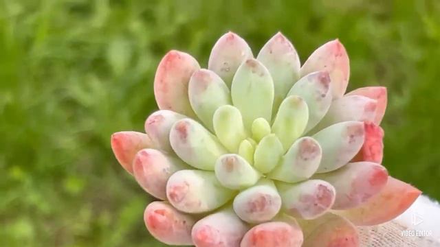 Pachyveria ‘Solomon’ смотреть онлайн