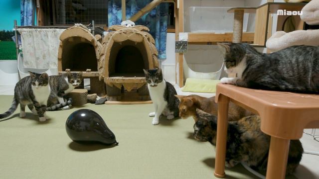 ハロウィンの飾り付けしてたら風船が割れて猫たちが驚いた【瀬戸のおにぎり＆えま日記】 смотреть онлайн