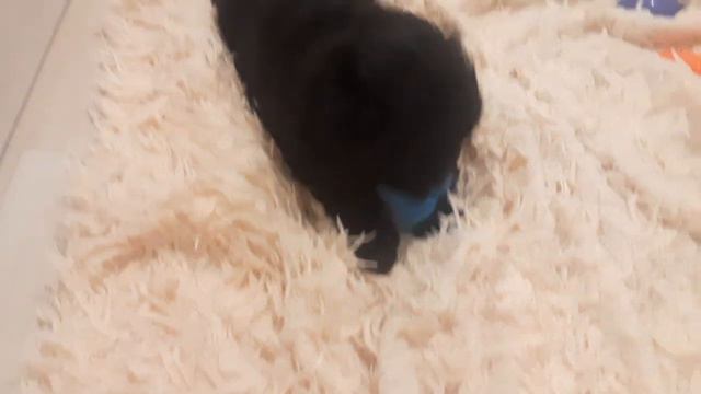 Мальтипу F1 серебристые смотреть онлайн