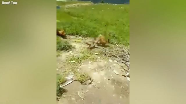 Не на того напал... Животные выбрали не того противника. Часть 3