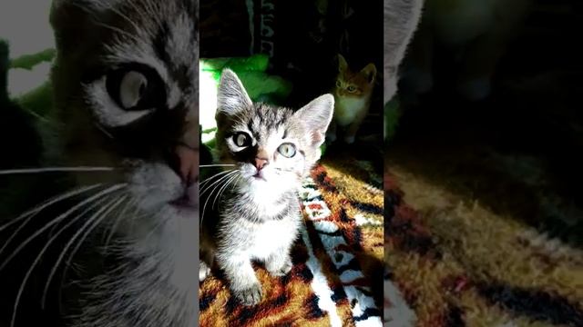 Зайчата дача смотреть онлайн