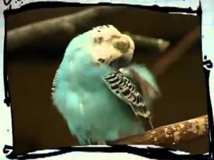 От носа до хвоста. Передача на канале Карусель