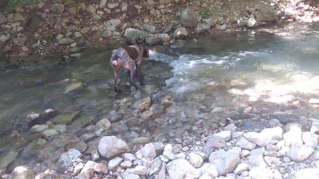 Звери на реке. лето в Крыму. смотреть онлайн