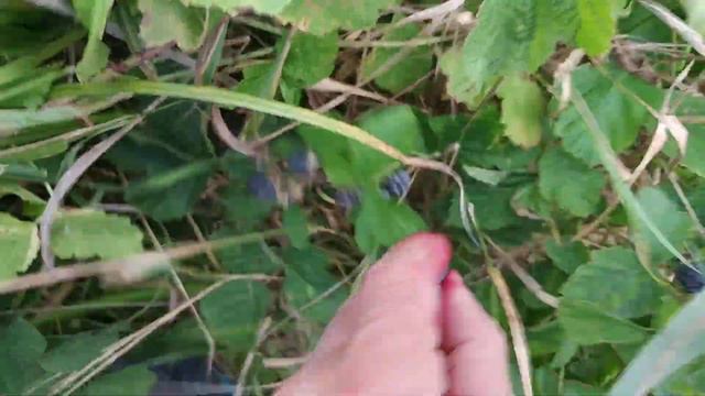 European Dewberry Field In The Ukrainian Wilderness   Rubus Caesius