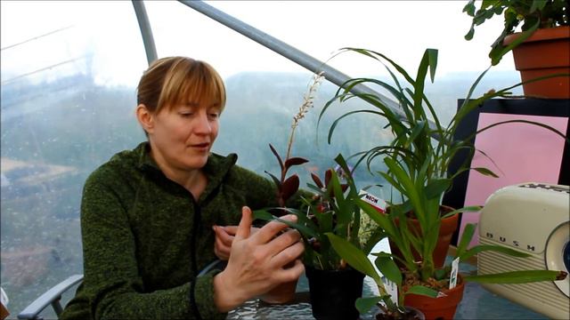 My new Orchids смотреть онлайн