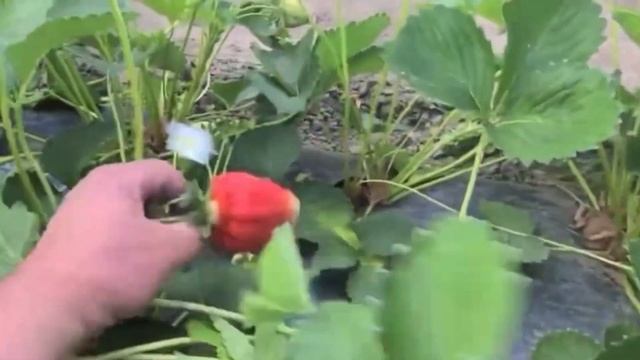 КАК ВЫРАСТИТЬ СЛАДКУЮ КЛУБНИКУ? КЛУБНИКА СЛАЩЕ САХАРА! #клубника #подкормкаклубники #удобрение смотреть онлайн