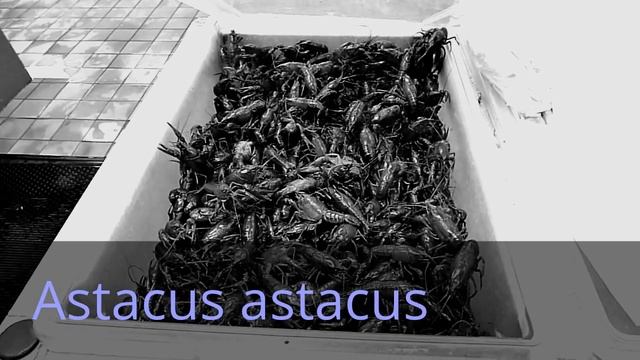 Astacus astacus II смотреть онлайн