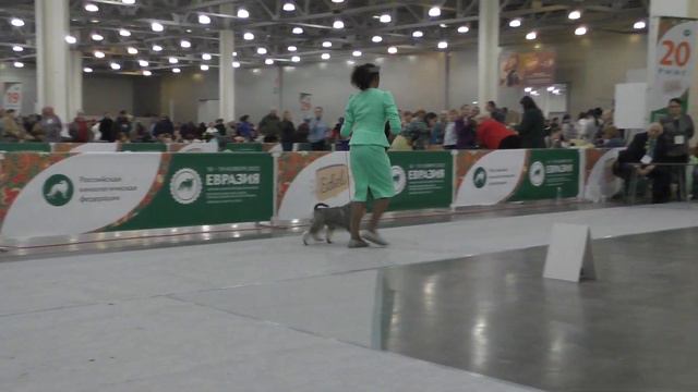 Цвергшнауцер пс С Чемпионы Miniature Schnauzer Sp Female Champion Class