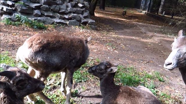Семейство аргали с малышами 13.09.2022 смотреть онлайн