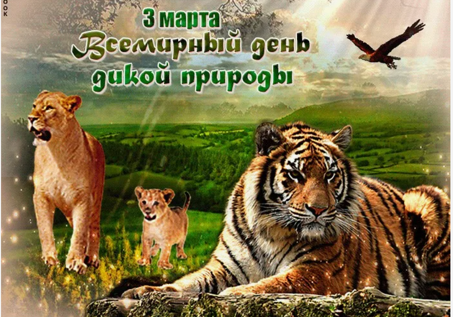 Всемирный день дикой природы смотреть онлайн