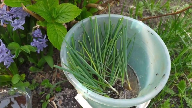 Посадка ЛУКА ЭКСИБИШЕН в грунт. Уход.Защита от ЛУКОВОЙ МУХИ. смотреть онлайн