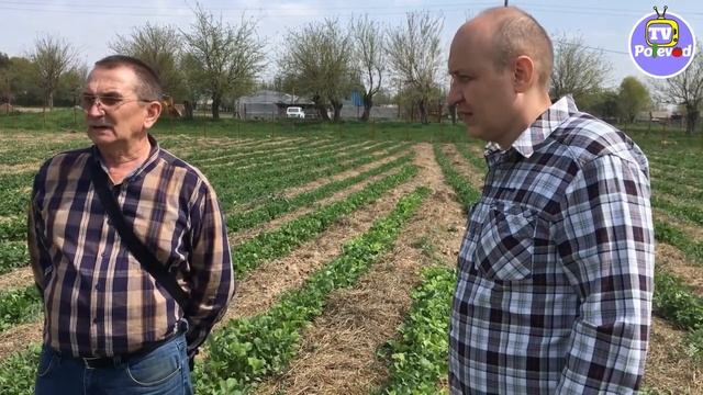 РАЗЛИЧНЫЕ СОРТА ЗЕМЛЯНИКИ КЛУБНИКИ у АЛЕКСАНДРА (06-04-2018) смотреть онлайн
