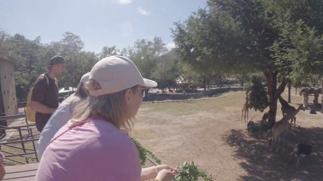 Поездка в Зоопарк Khao Kheow Open Zoo в Таиланде смотреть онлайн