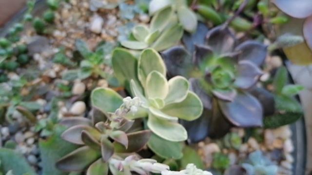 ДЕНЕЖНОЕ ДЕРЕВО.Толстянка.Комнатные цветы.Мои крассулы. смотреть онлайн