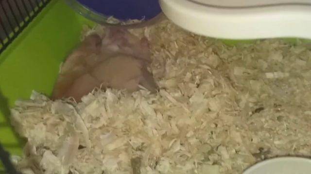 Хомячки спят вместе. смотреть онлайн