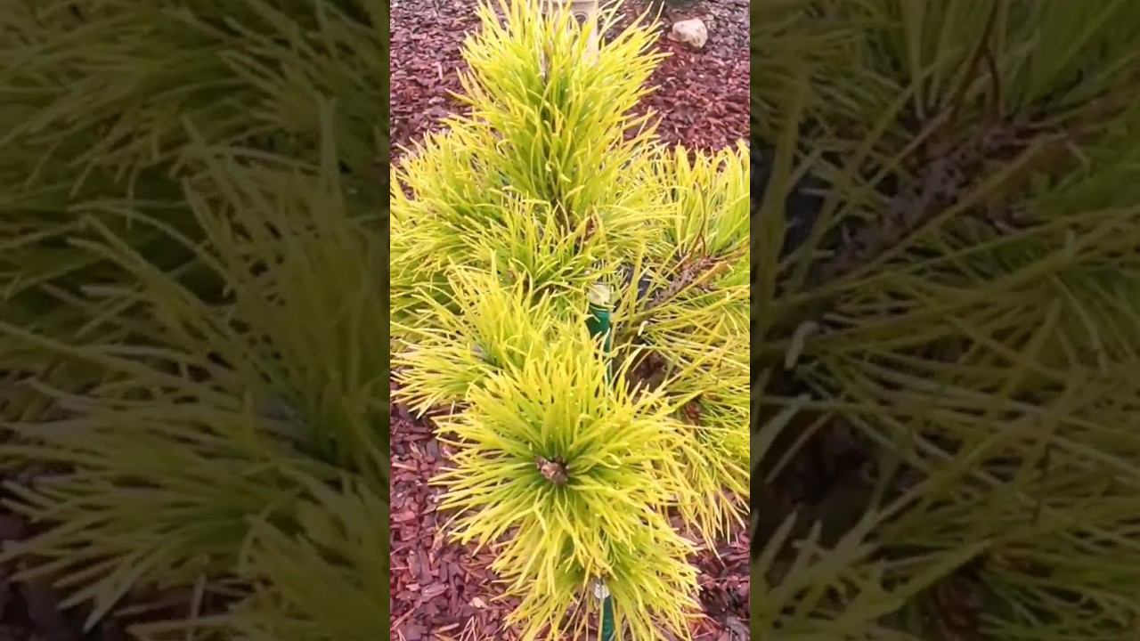 Сосна скрученная Чиф Джозеф(Pinus contorta Chief Joseph)на штамбе! Золото Осени! смотреть онлайн