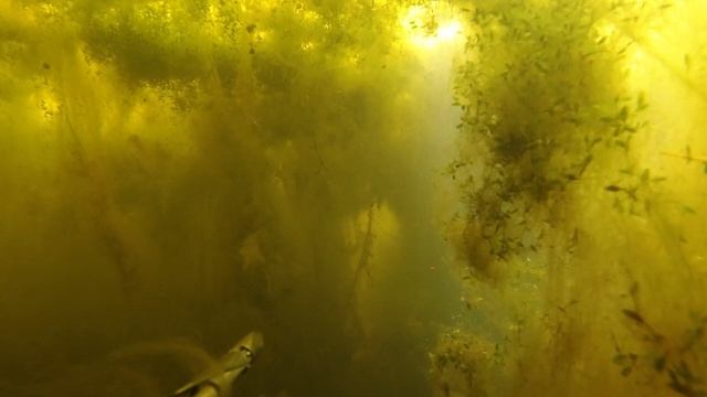 Крупный линь!