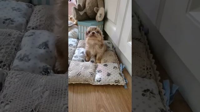 Луша. Длинношерстная девочка чихуахуа. Окрас Мерле. 2 месяца.Питомник Бальмонд. смотреть онлайн