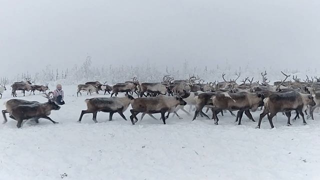 Одним кадром: ЯМАЛ, стадо северных оленей смотреть онлайн