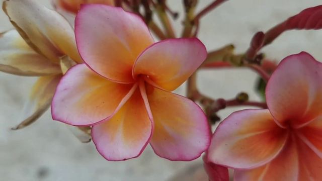 Gam Mam plumeria смотреть онлайн