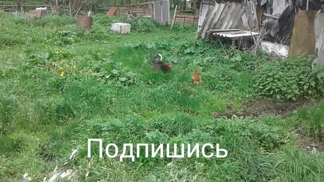 КУРИЦА ЗОВЕТ ПЕТУХА смотреть онлайн
