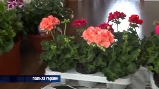 польза герани смотреть онлайн