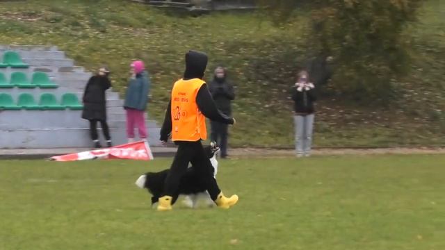 Михаленко Ульяна и бордер колли Daineris Show Assorty’k IBGH-1 91 балл (RED DOG CUP autumn 2023) смотреть онлайн